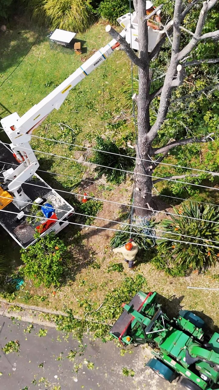 Tree Removal