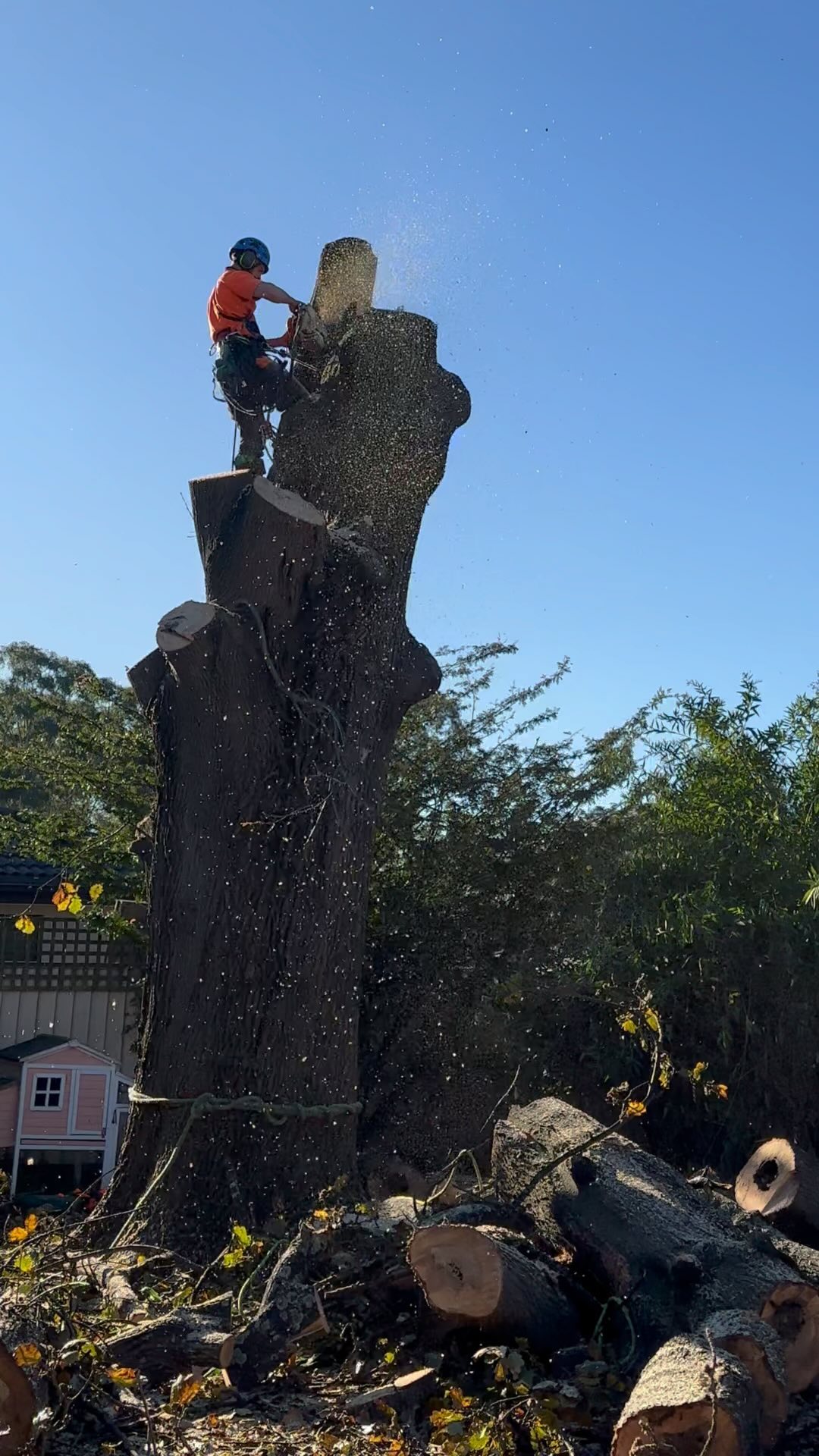 Stump Grinding