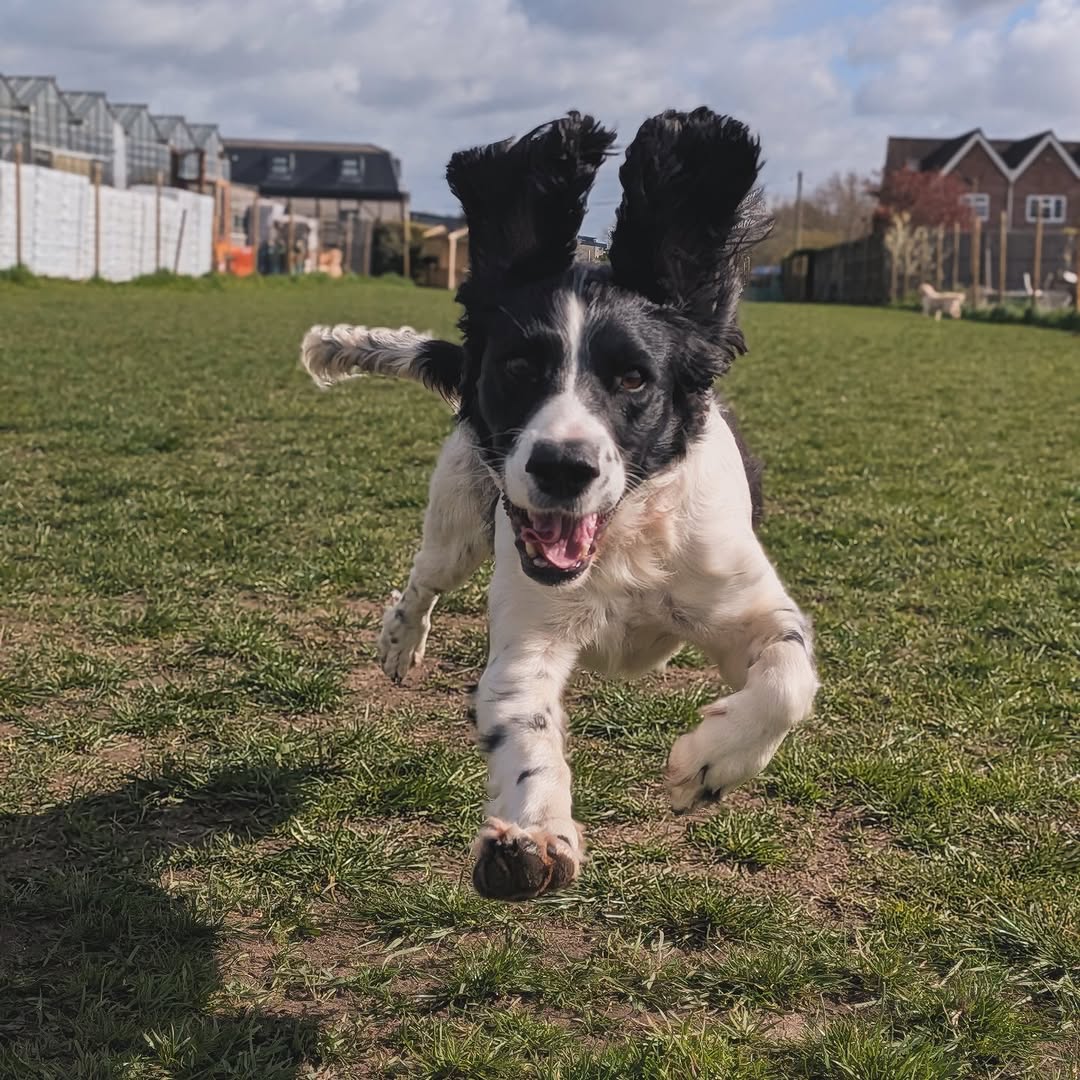 Birthday Celebration Walks