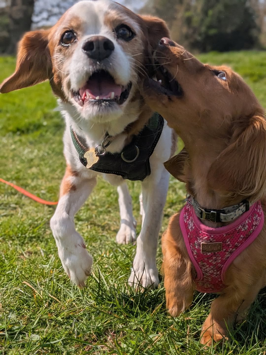 Ball Throwing Sessions
