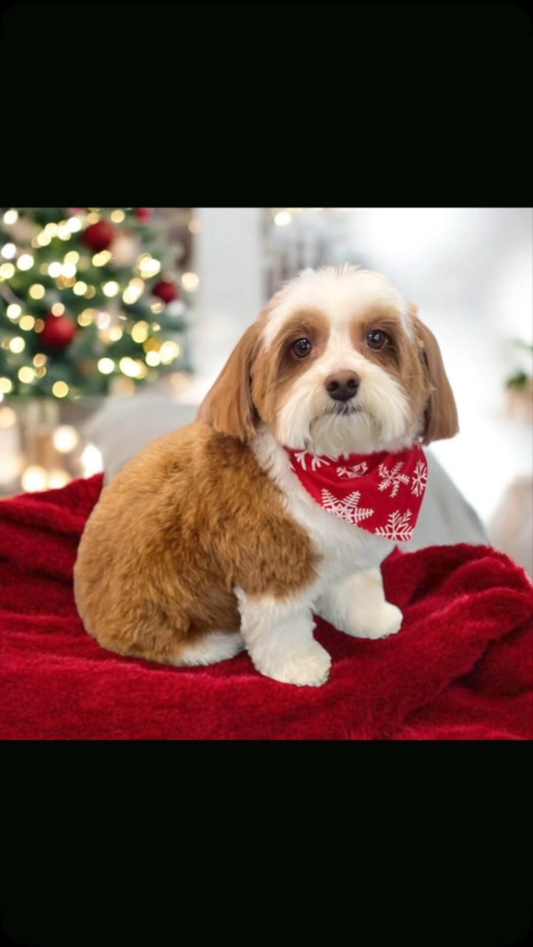 Nail Trim and Paw Care