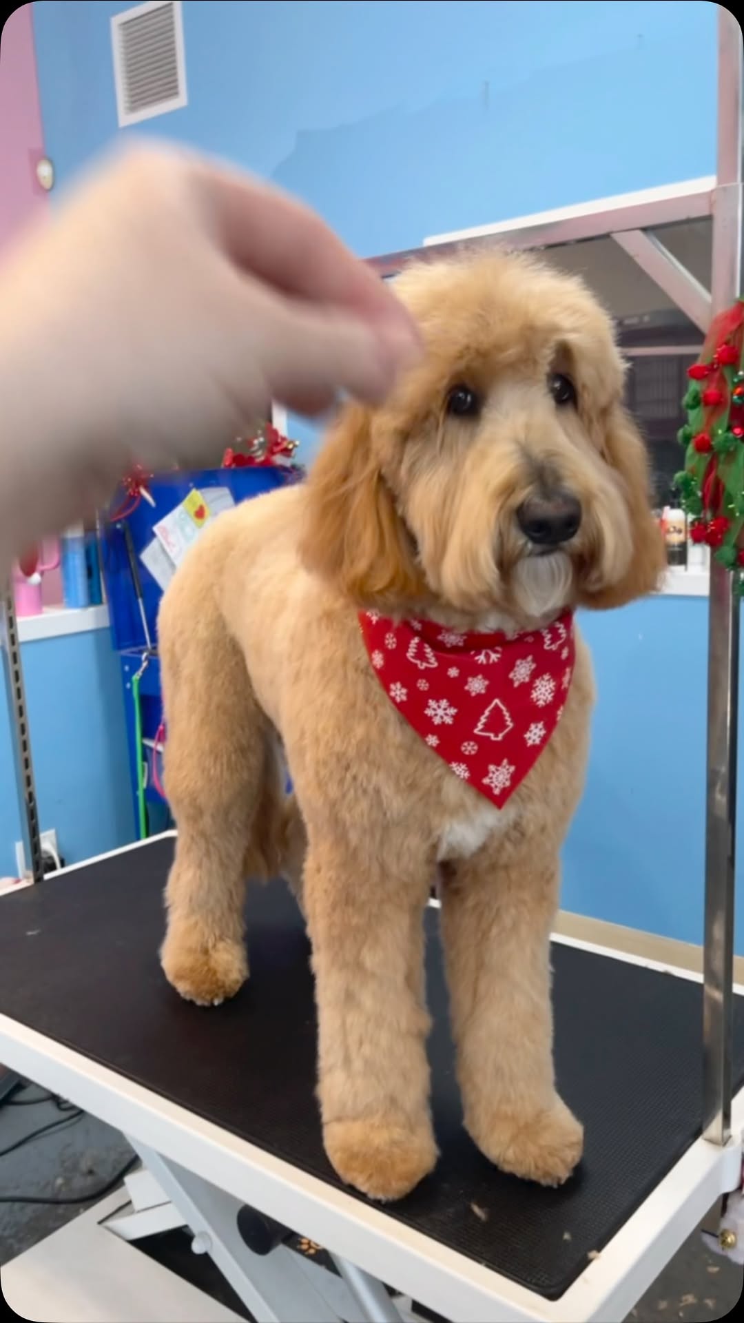 Anxiety-Friendly Grooming