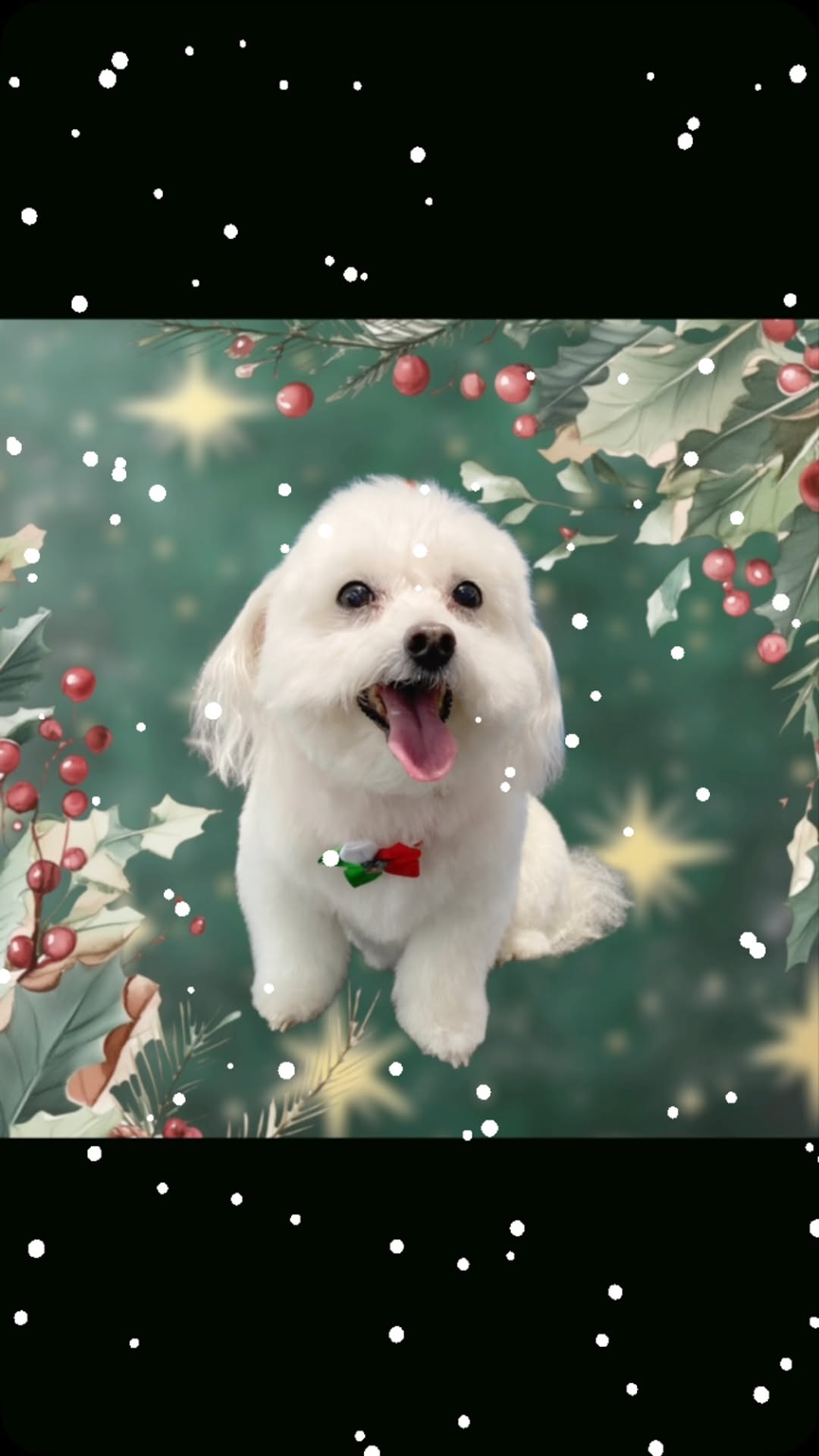 Nail Trim and Paw Care