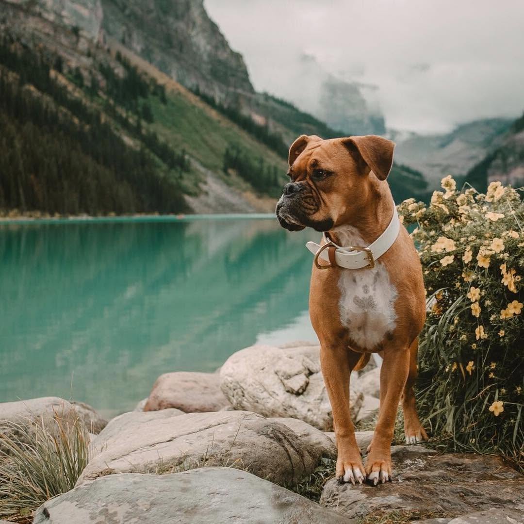 Knot and Mat Removal