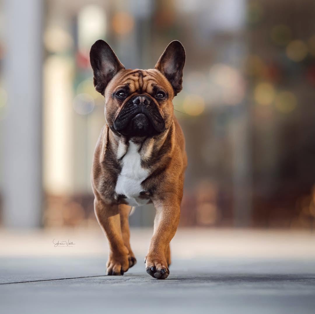 Nervous Dog Grooming