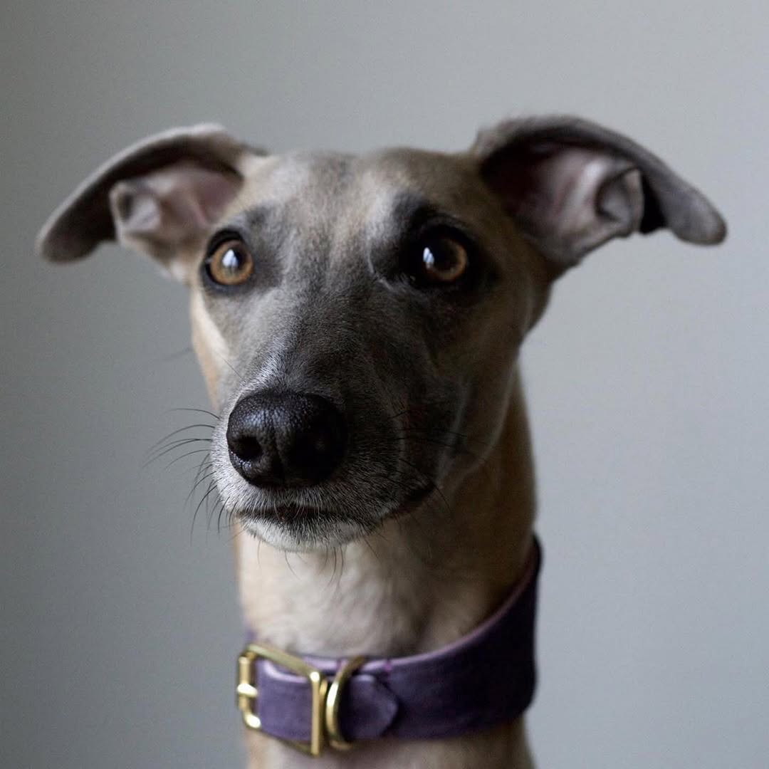 Nail Trim and Paw Care