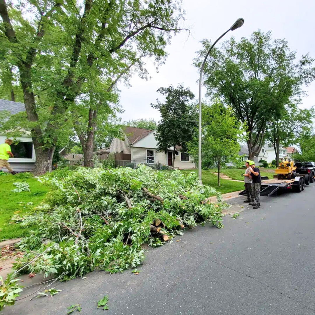 Tree Removal
