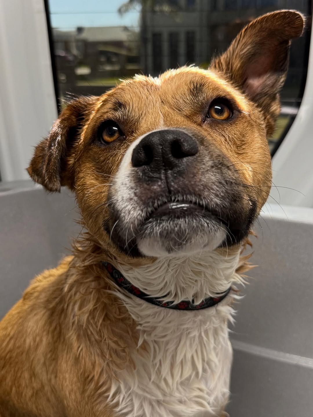 Maintenance grooming