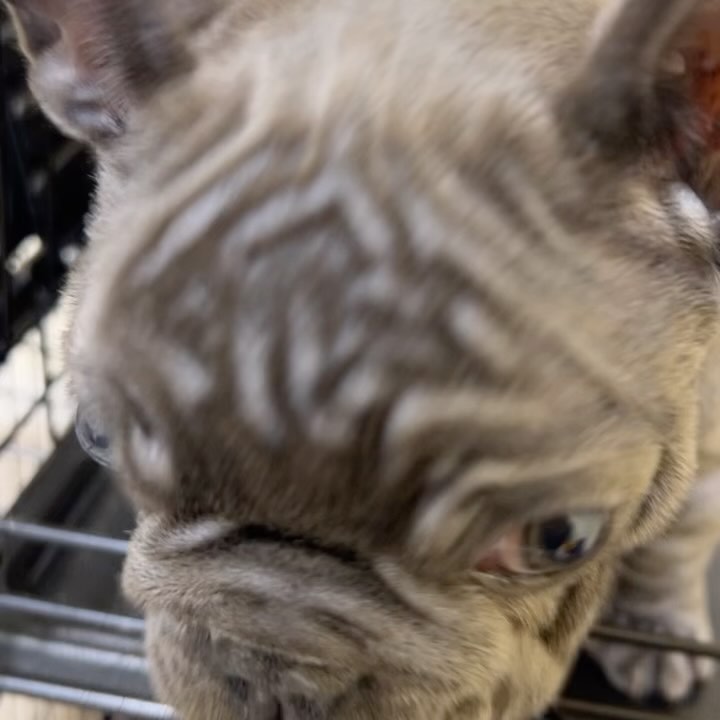 Nail care and paw trim