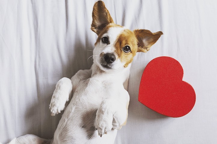 Senior and anxious dog care