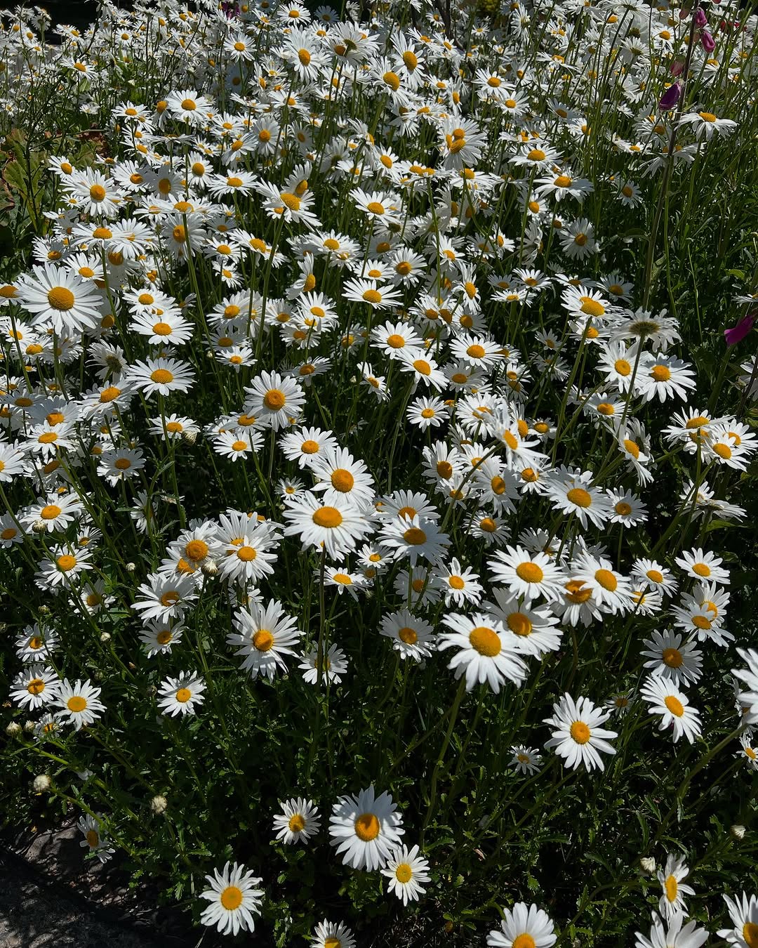 Personalised Meal Planning