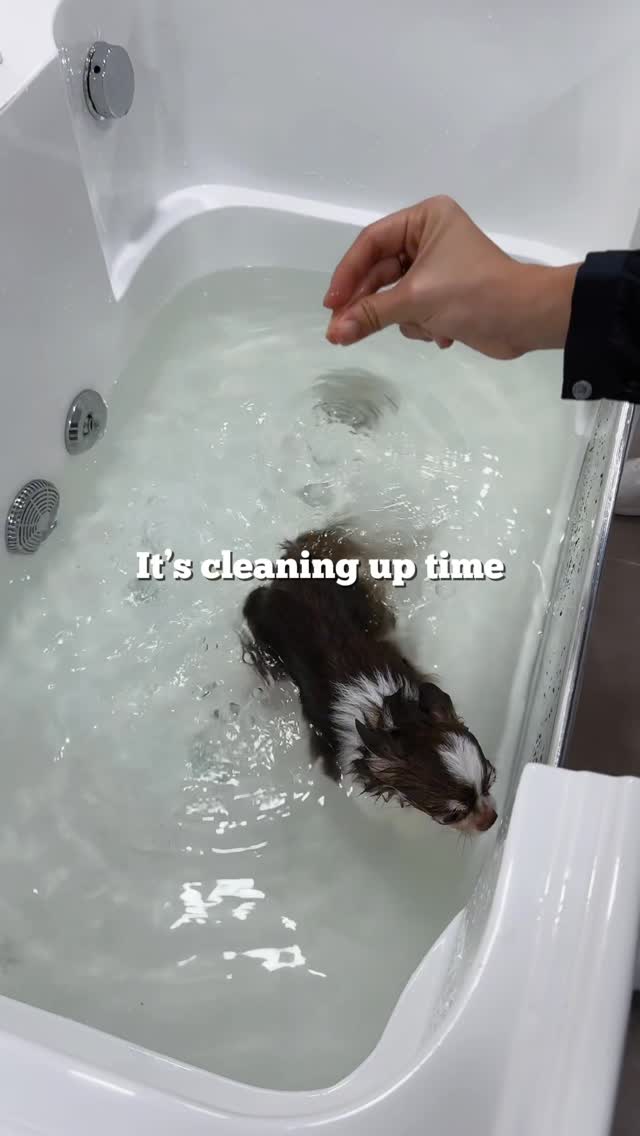 Nail Care & Paw Health