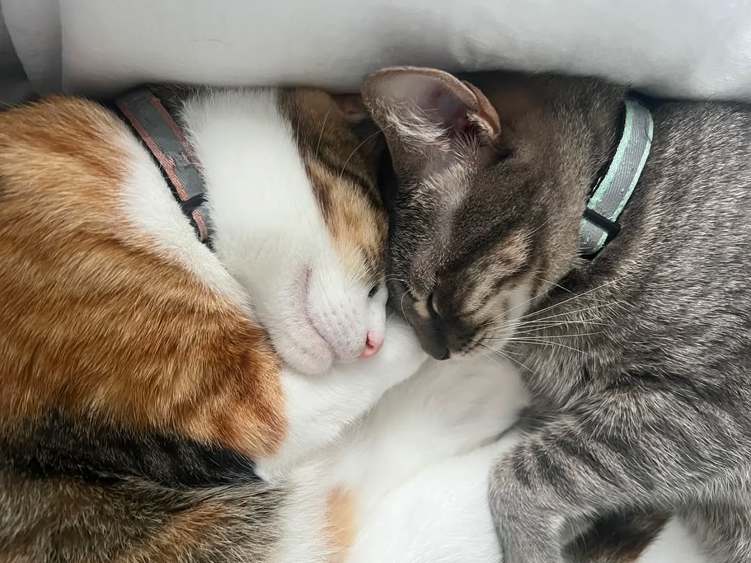 Multi-Pet Households