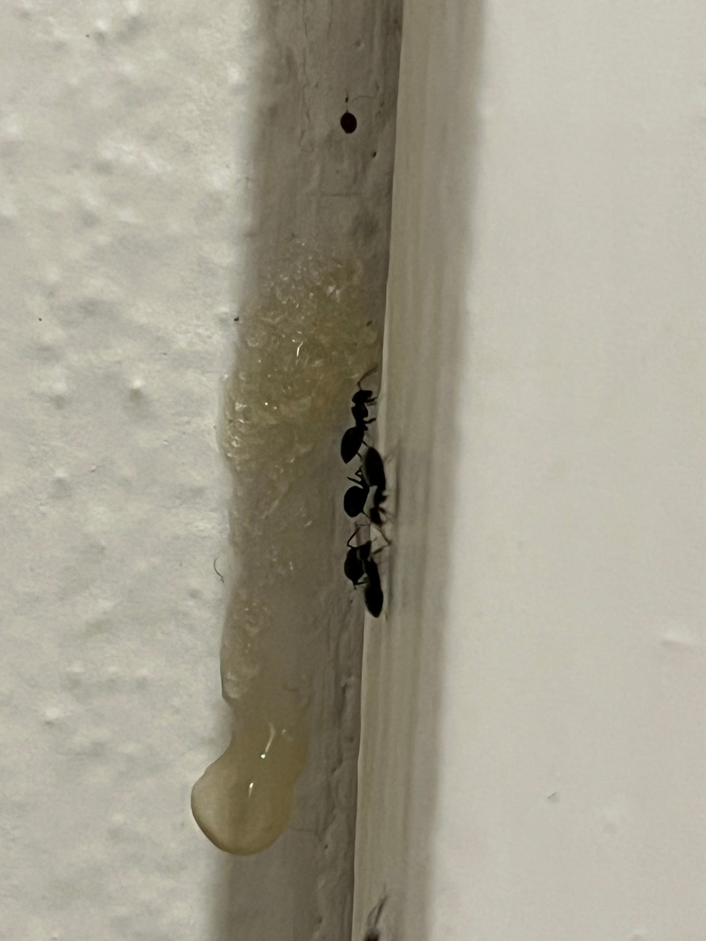 Commercial Pest Management