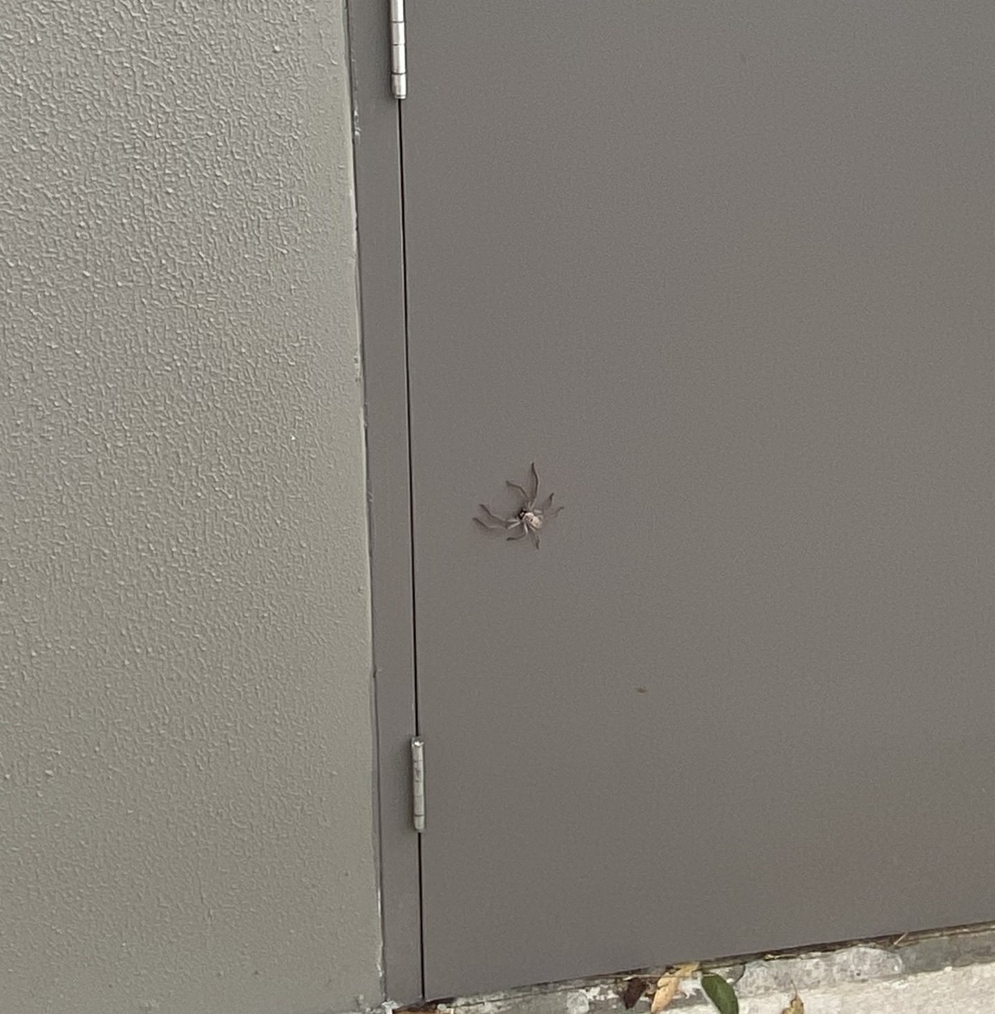 Residential Pest Control
