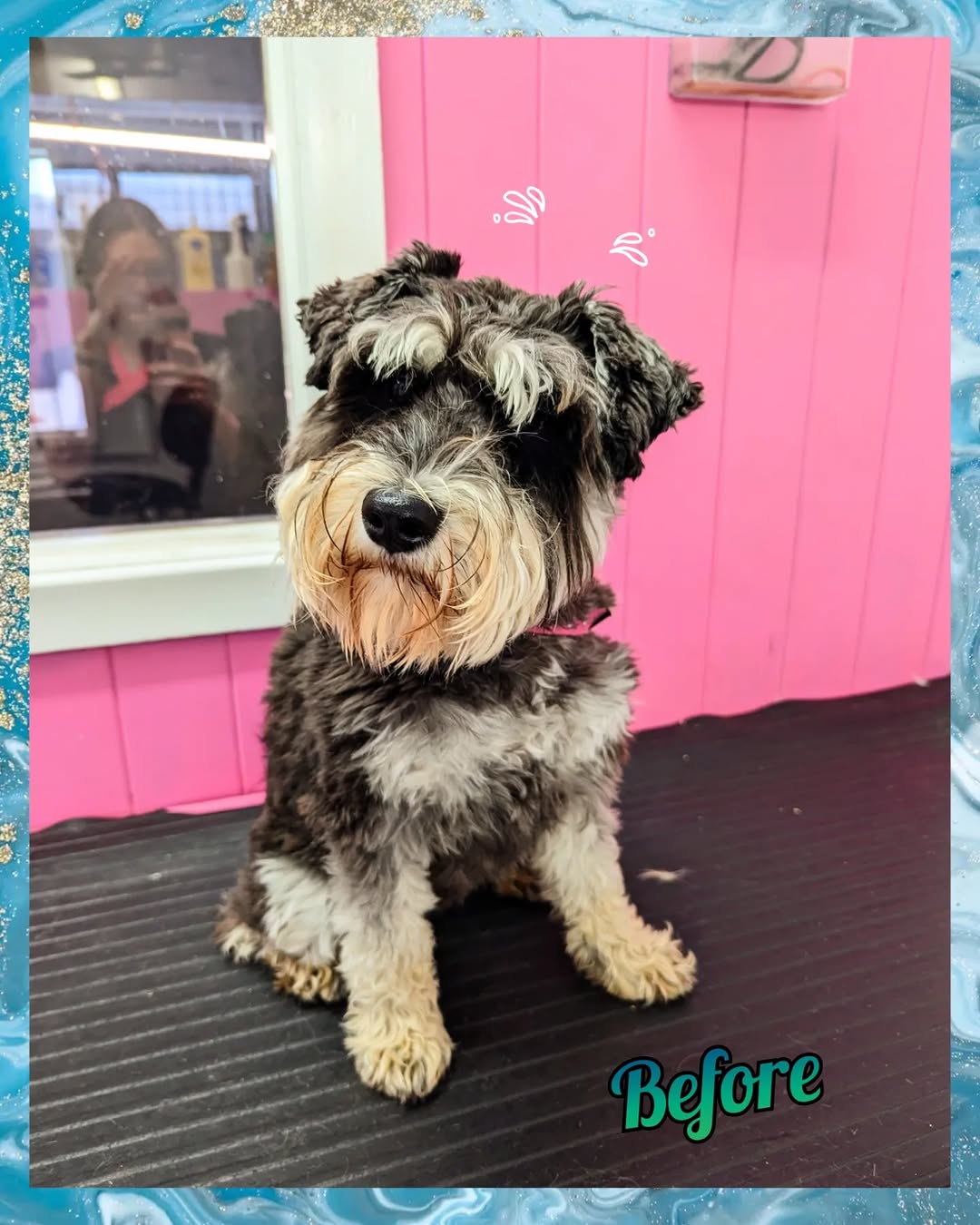 Nail Trim & Paw Care