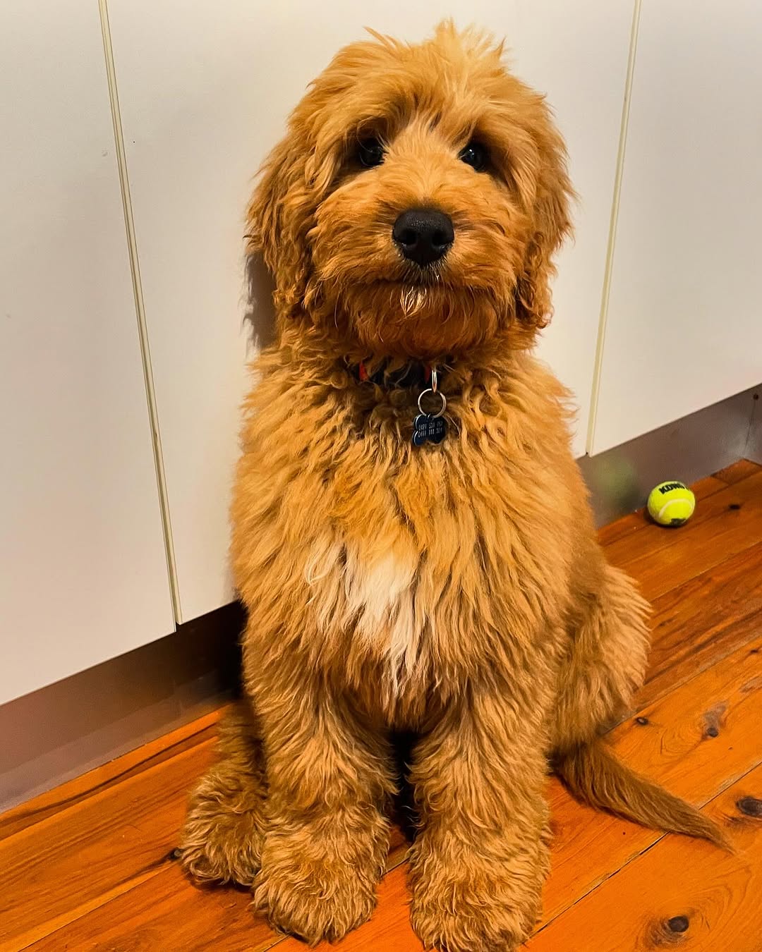 Beach Walks and Socialisation