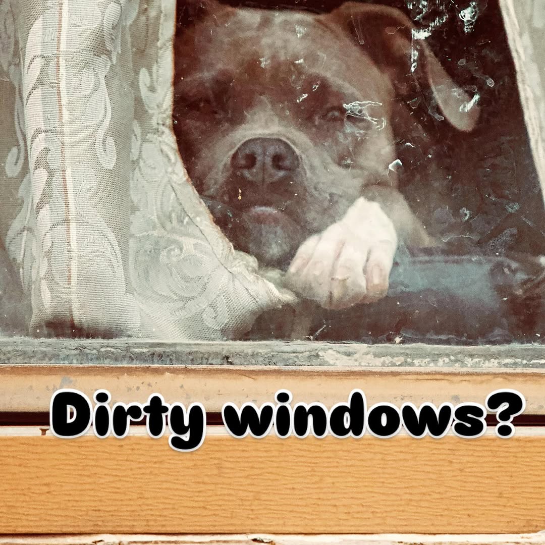 Commercial Window Cleaning