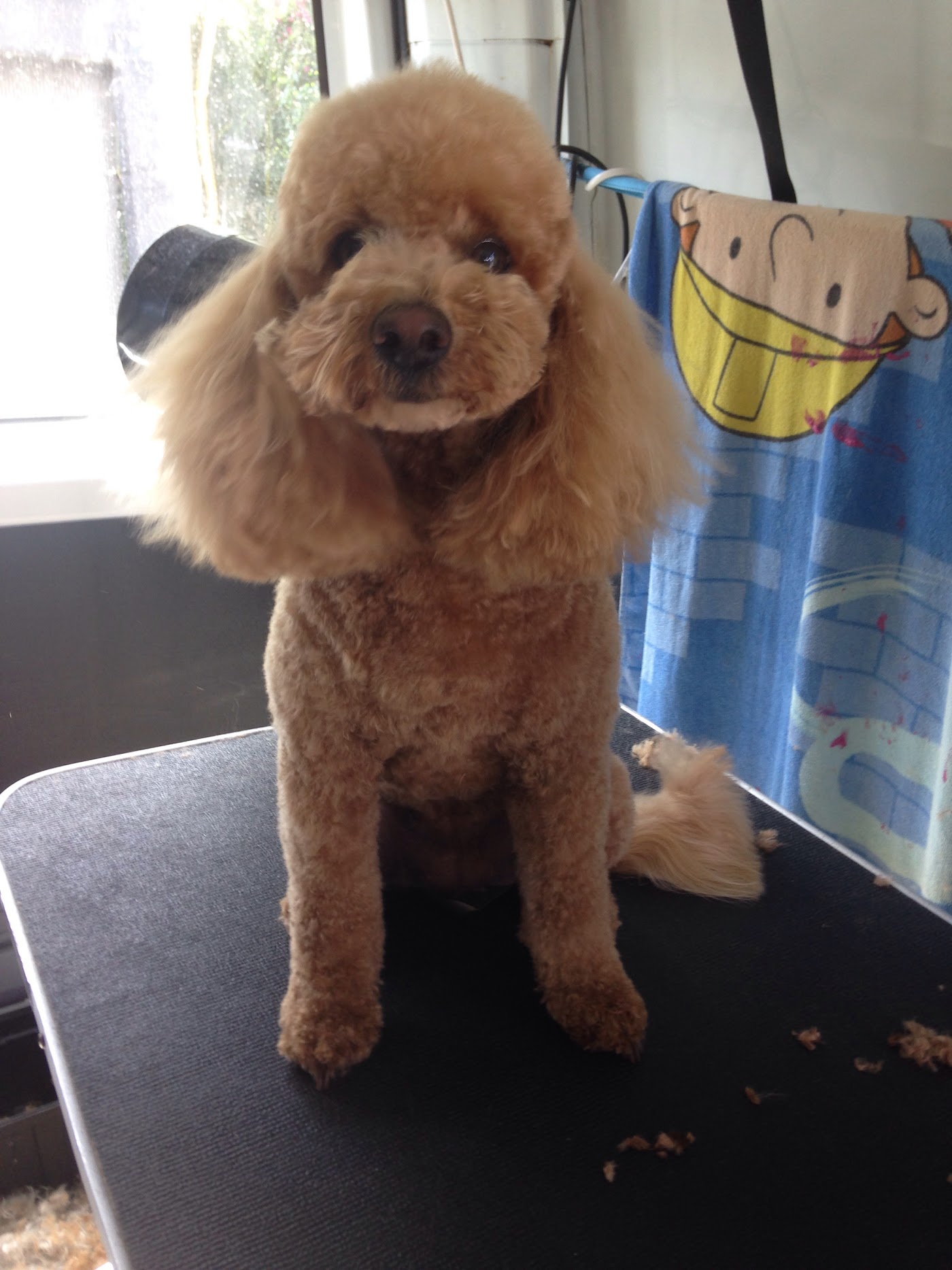 Breed-Specific Styling